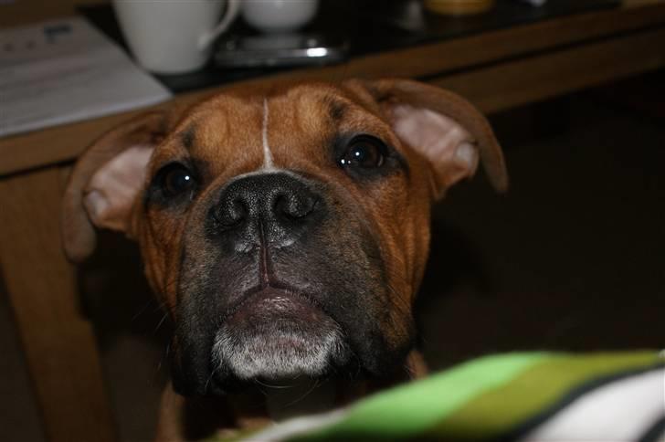 Blanding af racer Trunte R.I.P. 18-7-2011 - dato 02-01-2010 billede 19