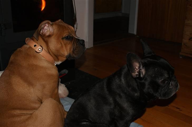 Blanding af racer Trunte R.I.P. 18-7-2011 billede 20