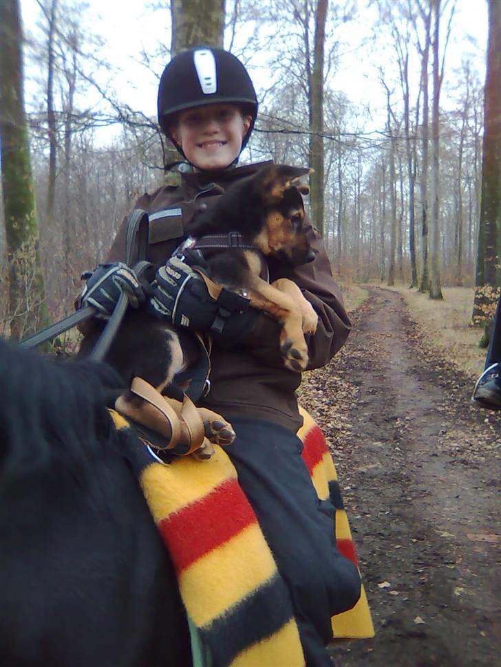 Schæferhund Chicco billede 1