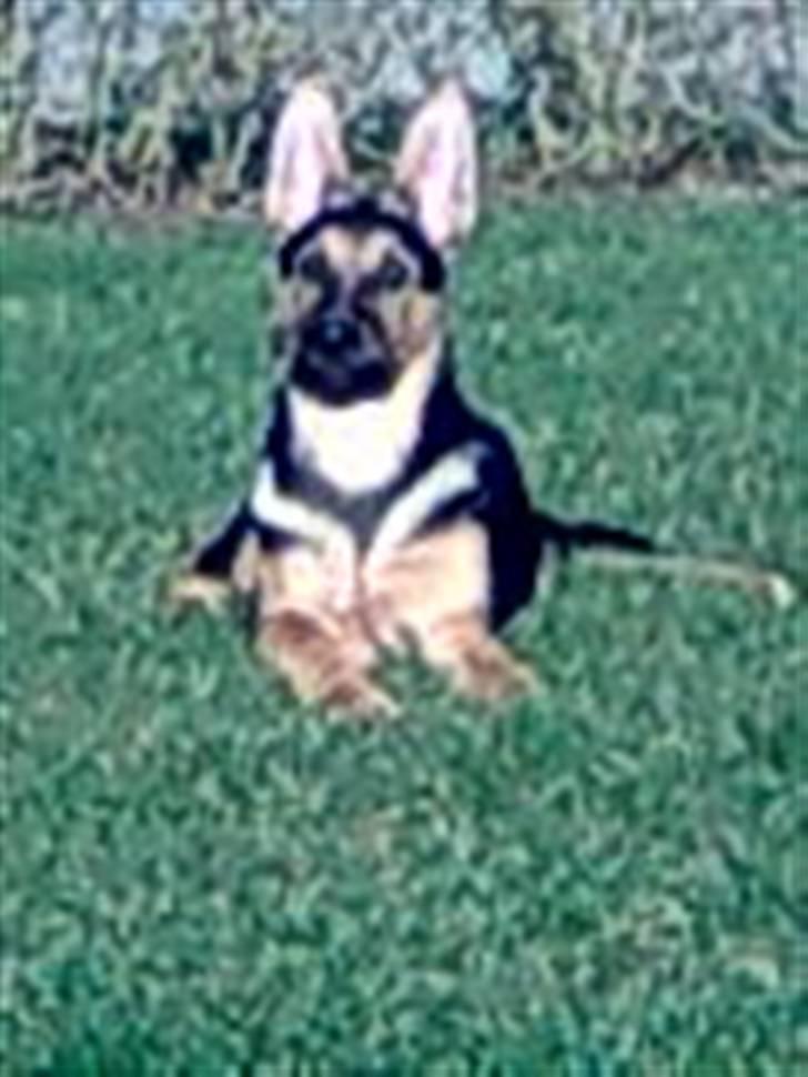 Schæferhund Chicco billede 2