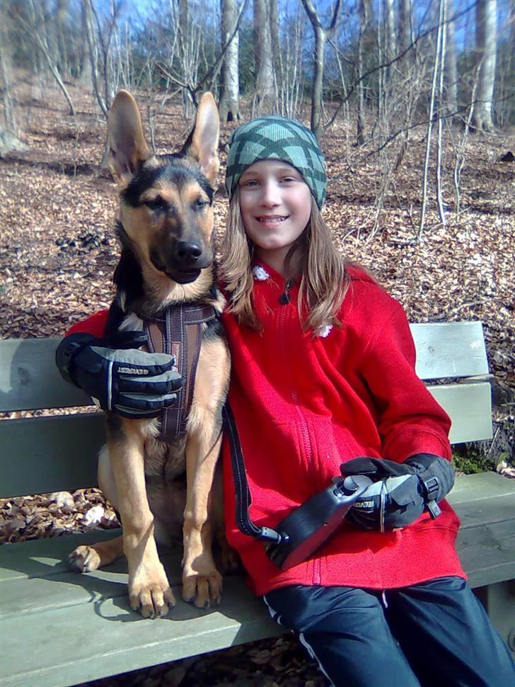 Schæferhund Chicco billede 3