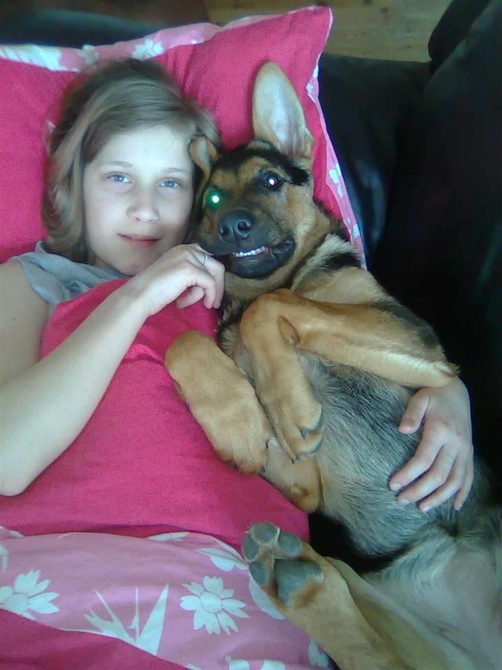 Schæferhund Chicco billede 4