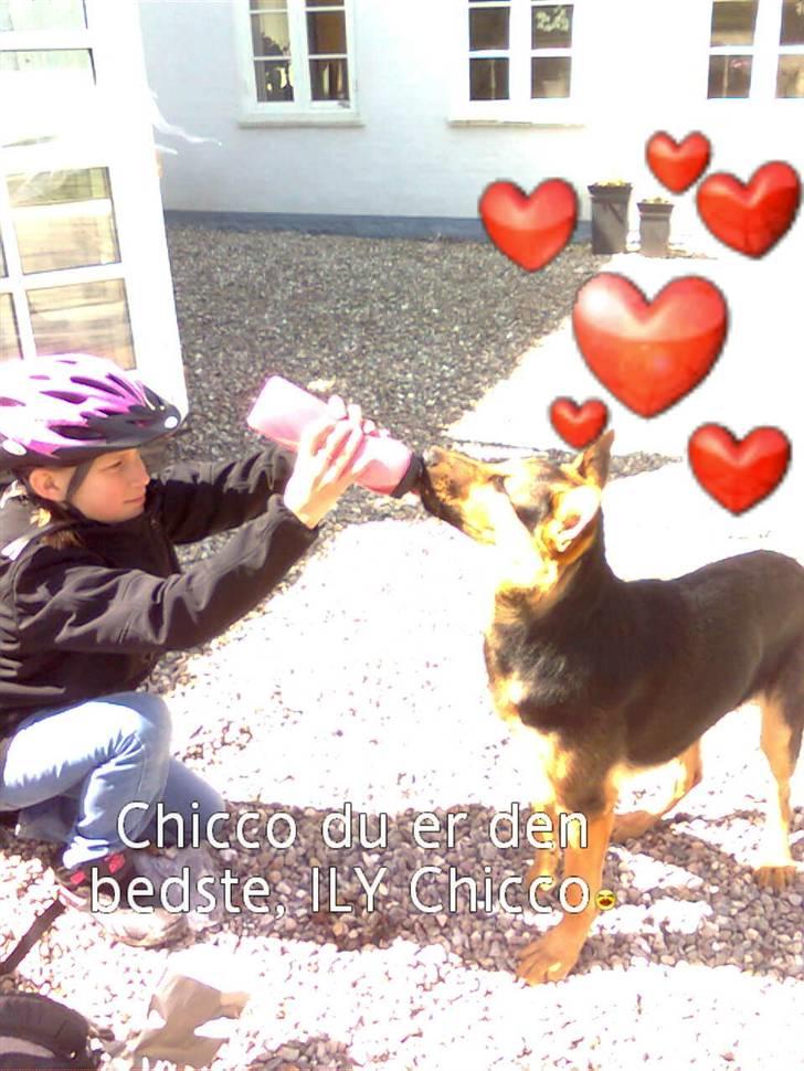 Schæferhund Chicco billede 5