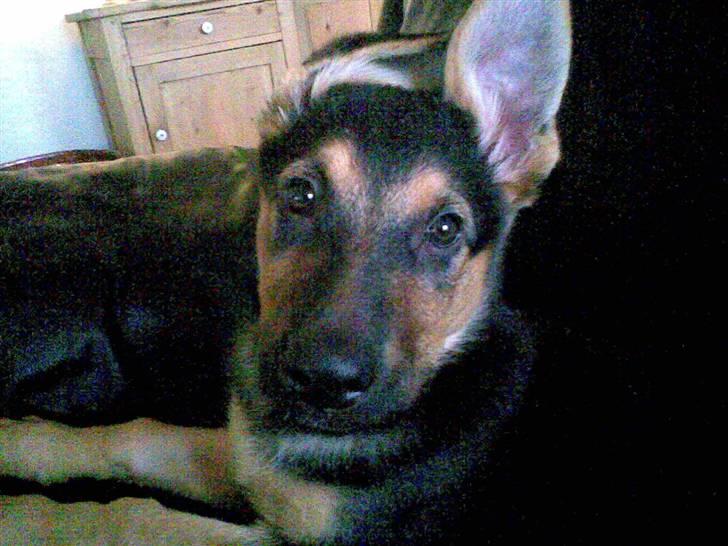 Schæferhund Chicco billede 6