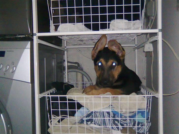 Schæferhund Chicco billede 7