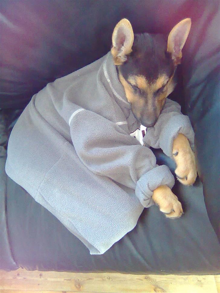 Schæferhund Chicco billede 8