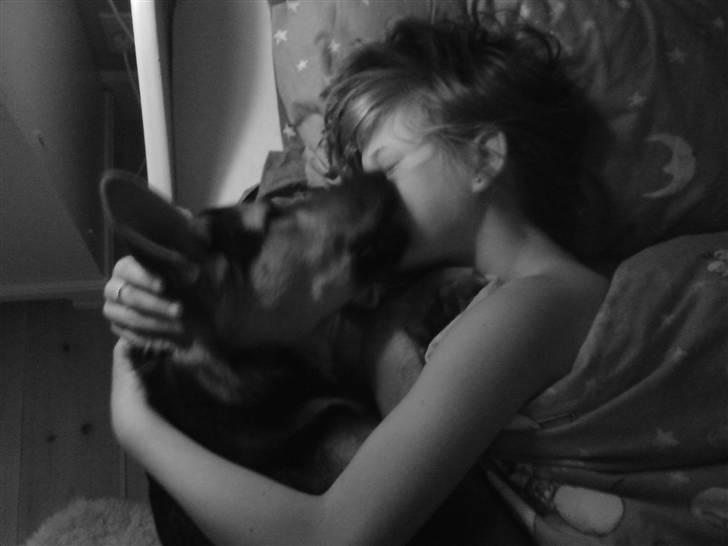 Schæferhund Chicco billede 9