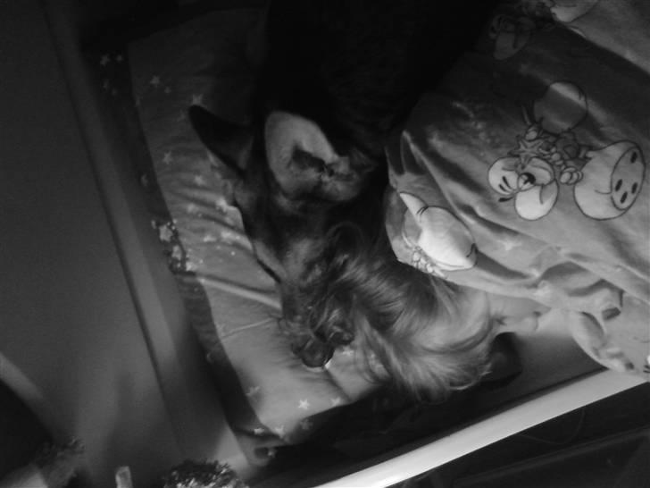 Schæferhund Chicco billede 10