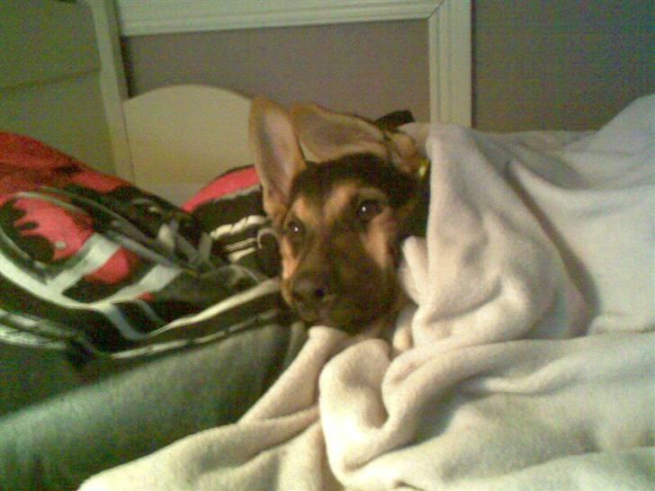 Schæferhund Chicco billede 11