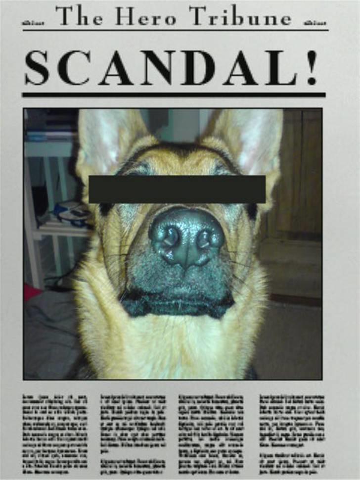 Schæferhund Chicco billede 12