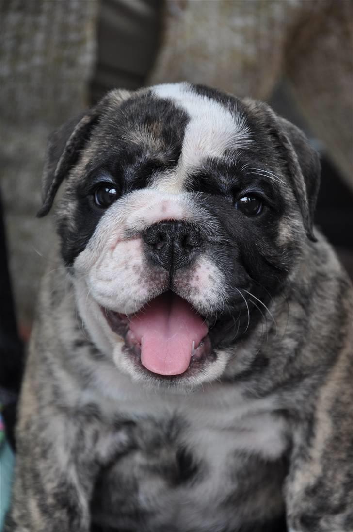 Engelsk bulldog Lollipop (Lolli) billede 16