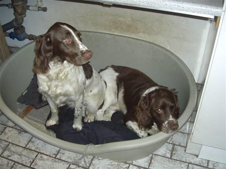 Engelsk springer spaniel Tilde (Willow Purple Nelly) - Det er Tilde til Venstre billede 12