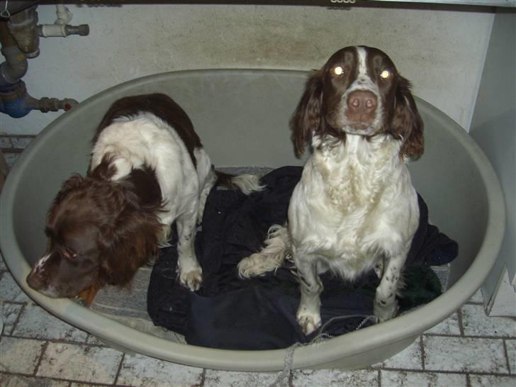 Engelsk springer spaniel Tilde (Willow Purple Nelly) - Det er Tilde til Højre billede 13