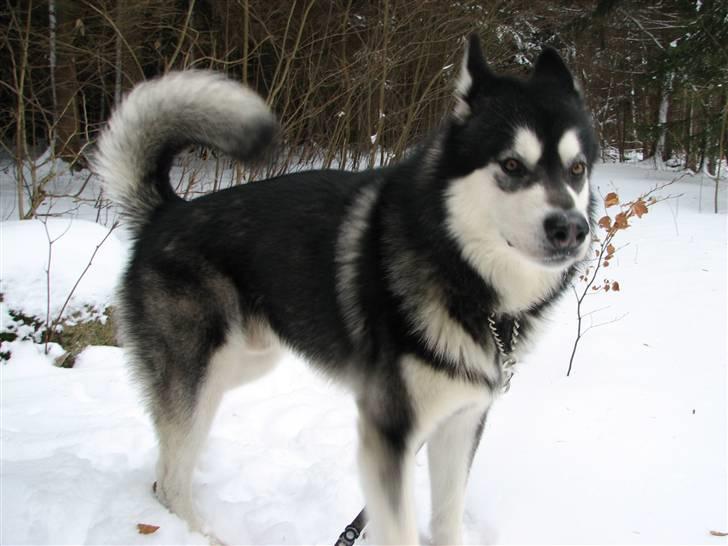 Alaskan malamute Loke billede 1
