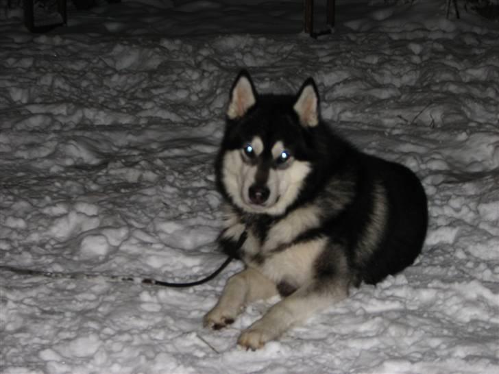 Alaskan malamute Loke billede 2