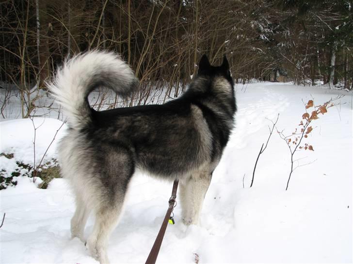 Alaskan malamute Loke billede 3