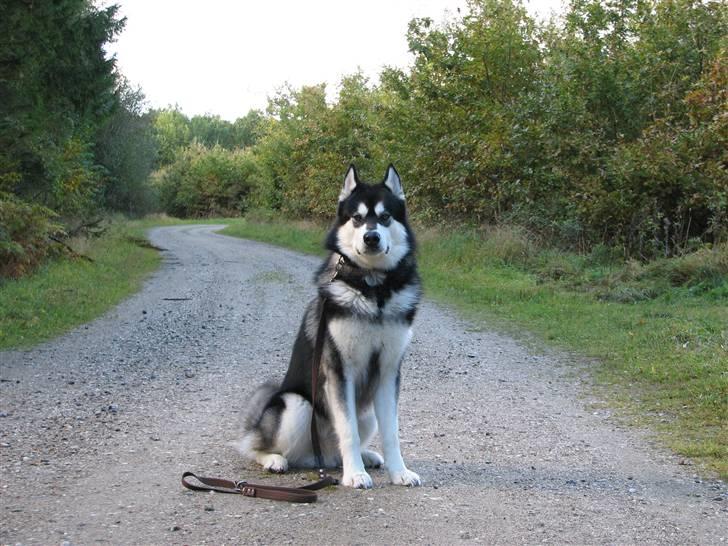 Alaskan malamute Loke billede 4