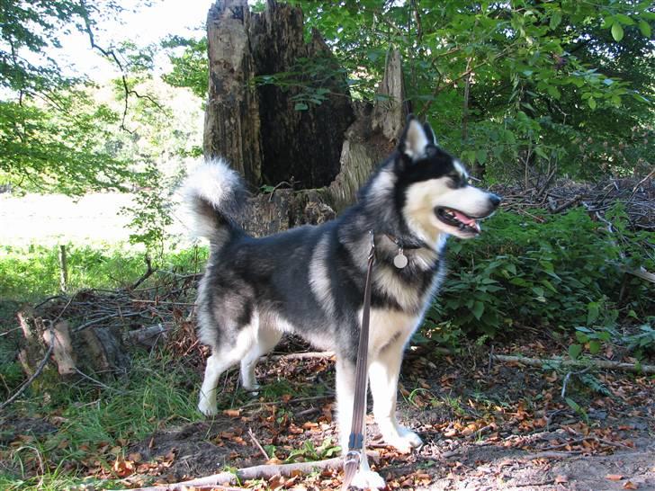 Alaskan malamute Loke billede 5