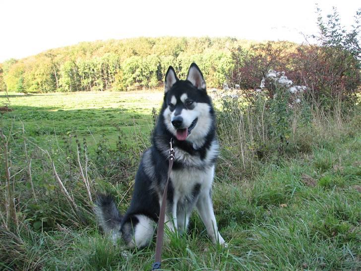 Alaskan malamute Loke billede 6