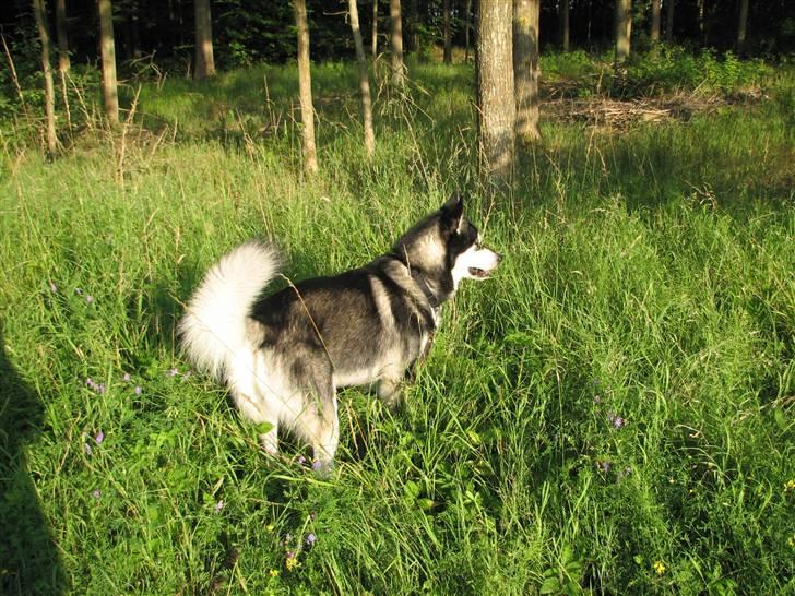 Alaskan malamute Loke billede 7
