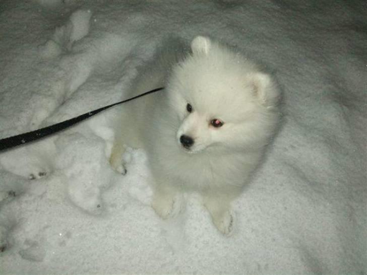 Japansk spids Mali billede 8