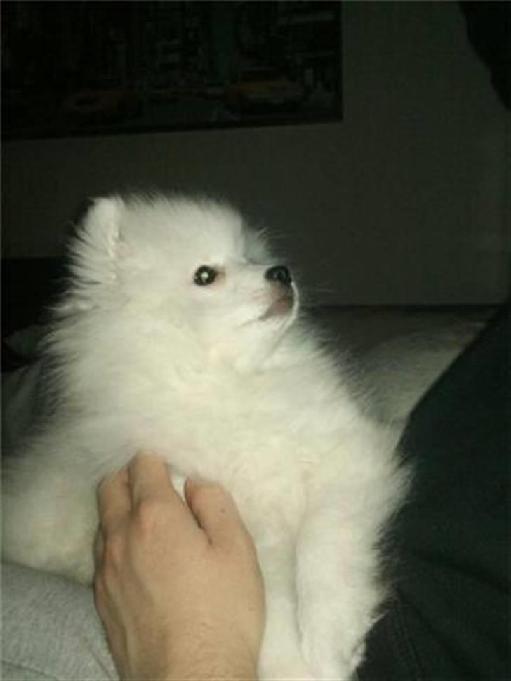 Japansk spids Mali billede 9