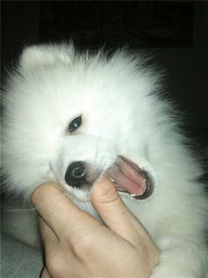 Japansk spids Mali billede 10