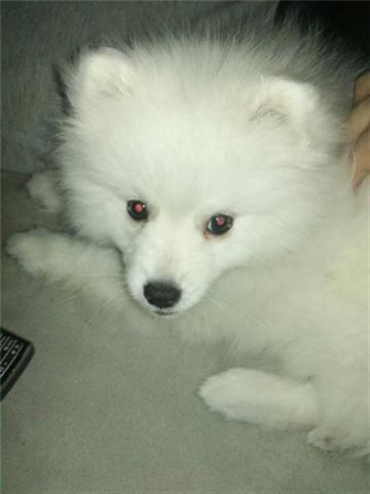 Japansk spids Mali billede 11