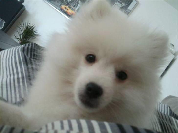 Japansk spids Mali billede 12