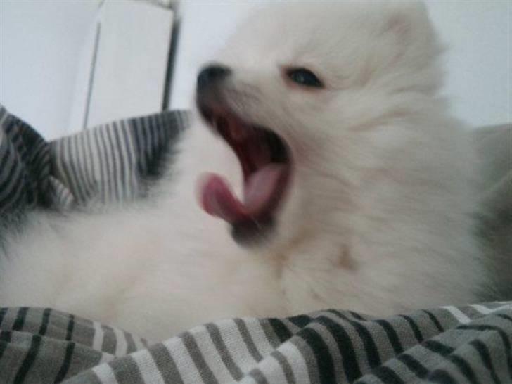 Japansk spids Mali billede 13