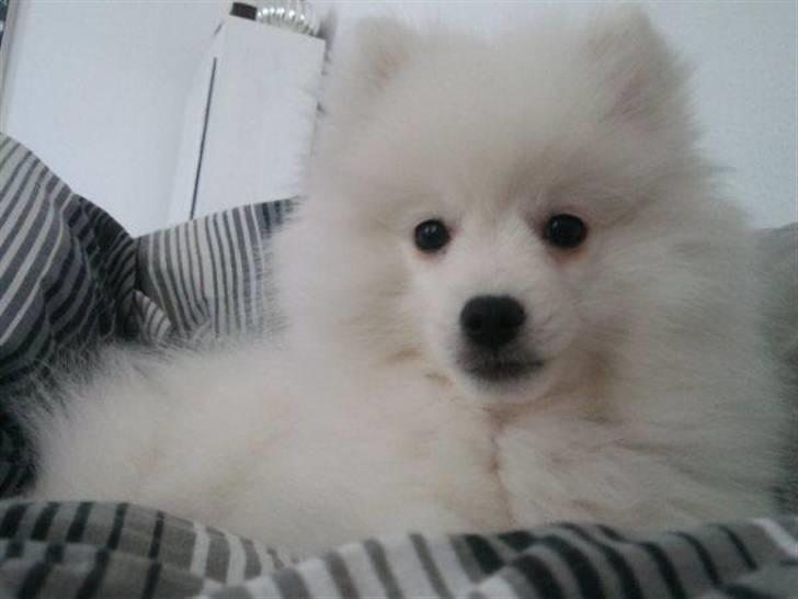 Japansk spids Mali billede 14