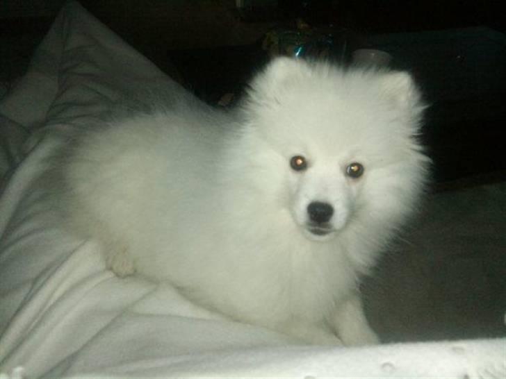 Japansk spids Mali billede 15