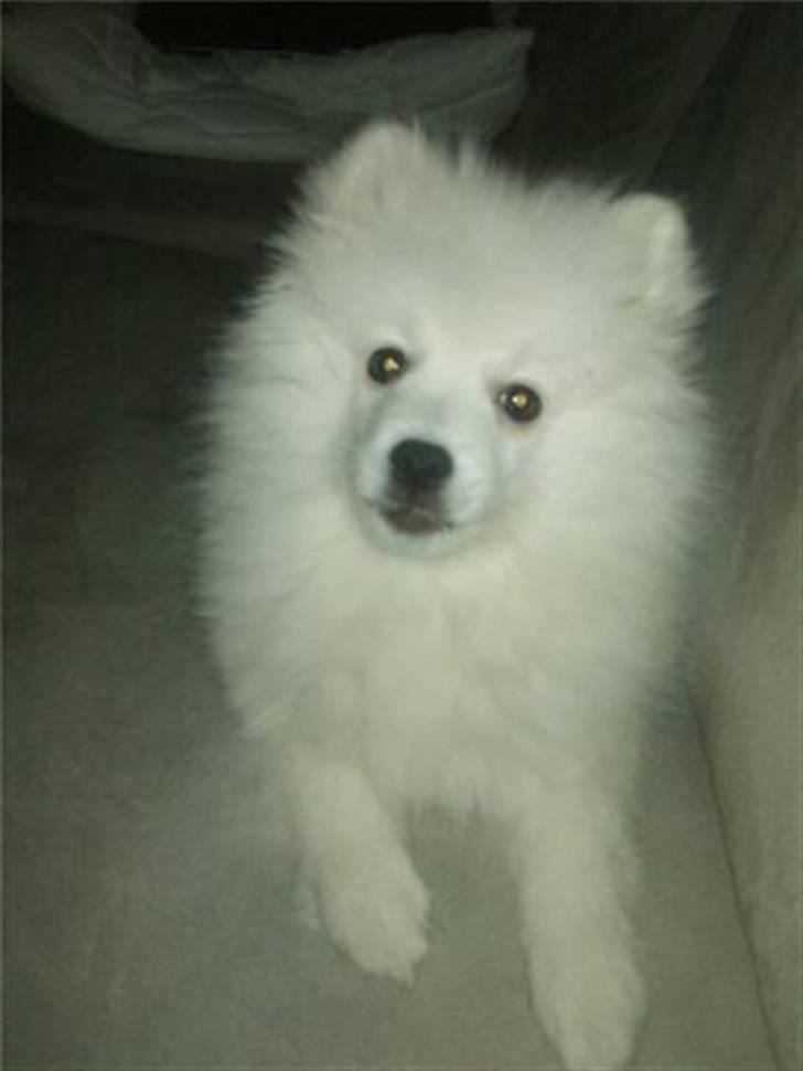 Japansk spids Mali billede 16