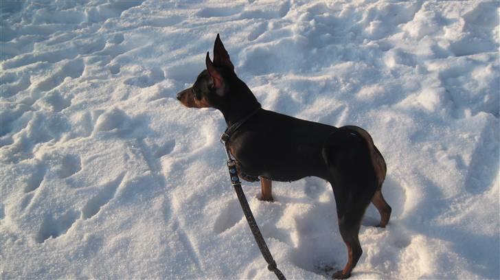 Dvaergpinscher Rødkildes Chillum - Snevejr 2010 billede 12