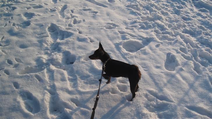 Dvaergpinscher Rødkildes Chillum - Snevejr 2010 billede 13