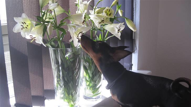 Dvaergpinscher Rødkildes Chillum - Blomsterhunden :) billede 14