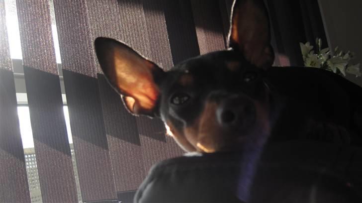 Dvaergpinscher Rødkildes Chillum - Lur i solen :) billede 15