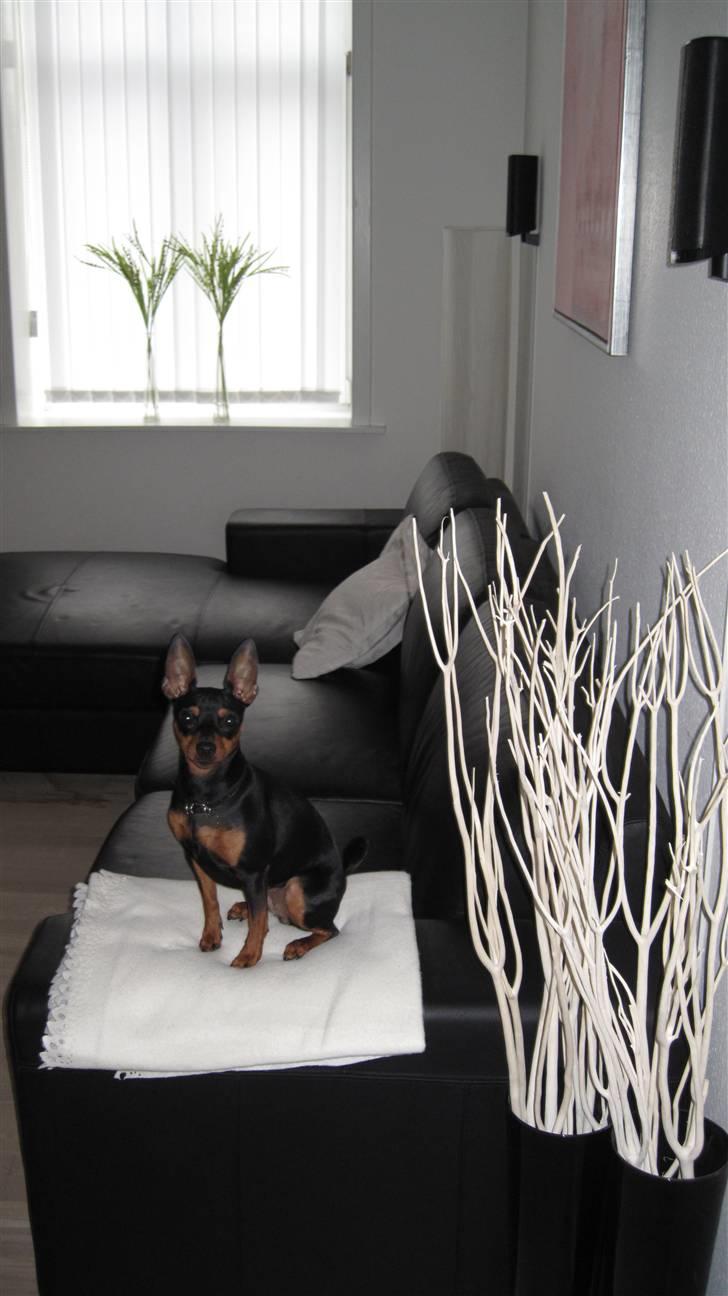 Dvaergpinscher Rødkildes Chillum - QUEEN! billede 16