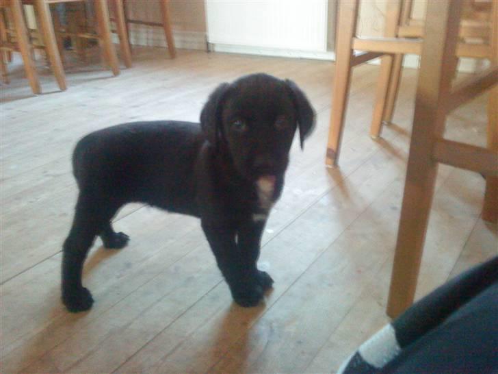 Blanding af racer Tayson billede 1