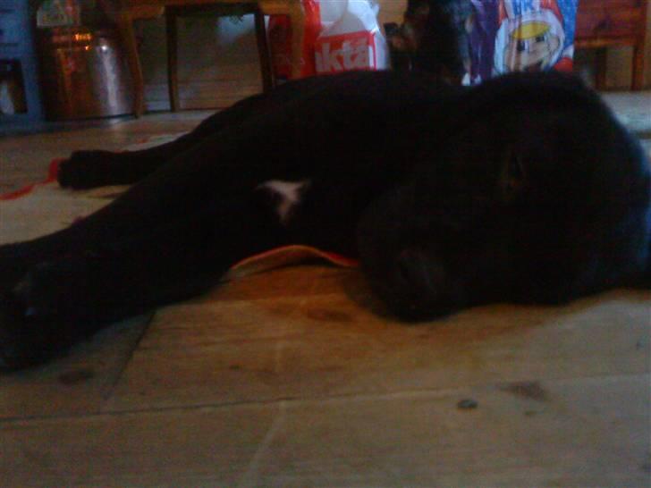 Blanding af racer Tayson billede 2