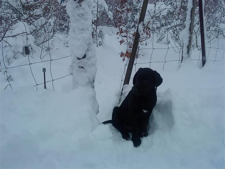 Blanding af racer Tayson billede 3