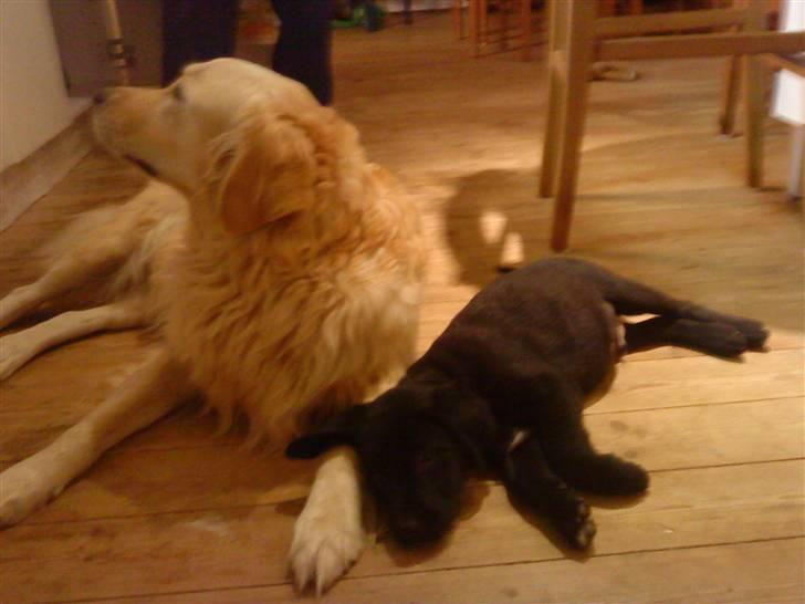 Blanding af racer Tayson billede 4