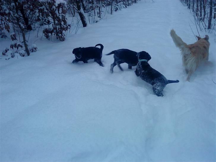 Blanding af racer Tayson billede 5