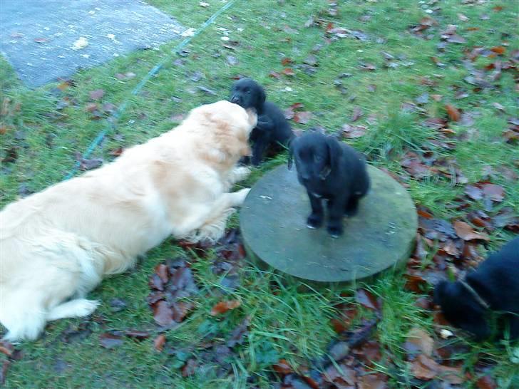 Blanding af racer Tayson billede 6