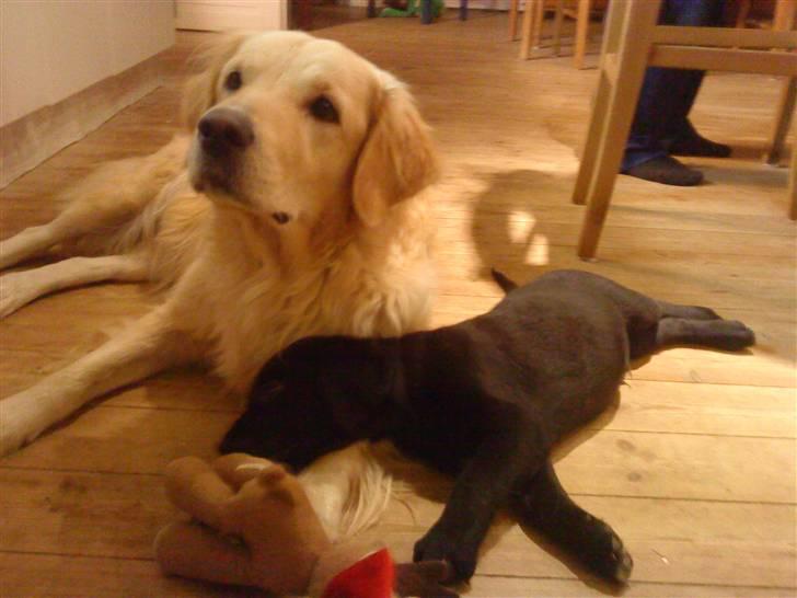 Blanding af racer Tayson billede 7