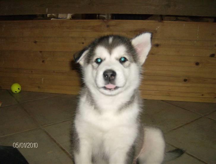 Alaskan malamute Eva Død 7/7-2010 - 7½ uge Total charmetrold  billede 11