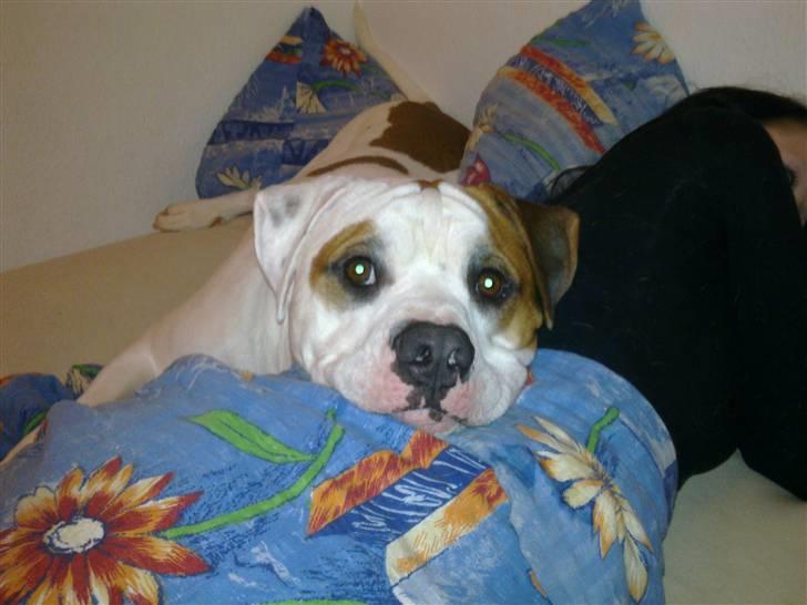 Amerikansk bulldog Kaine - Bebehunden<3 - Elsker det her billede, så sødt :) <3 billede 15