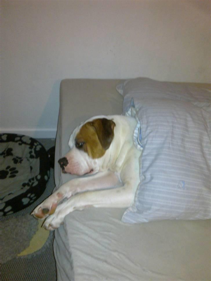 Amerikansk bulldog Kaine - Bebehunden<3 - Kaine putter under dynen :D billede 16