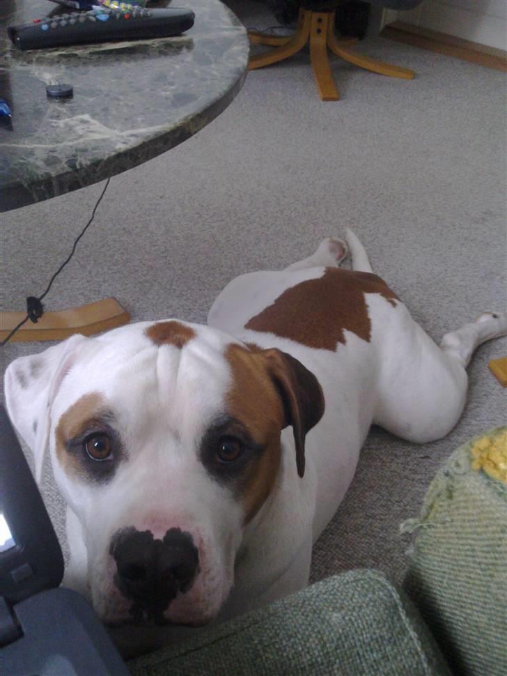 Amerikansk bulldog Kaine - Bebehunden<3 billede 17