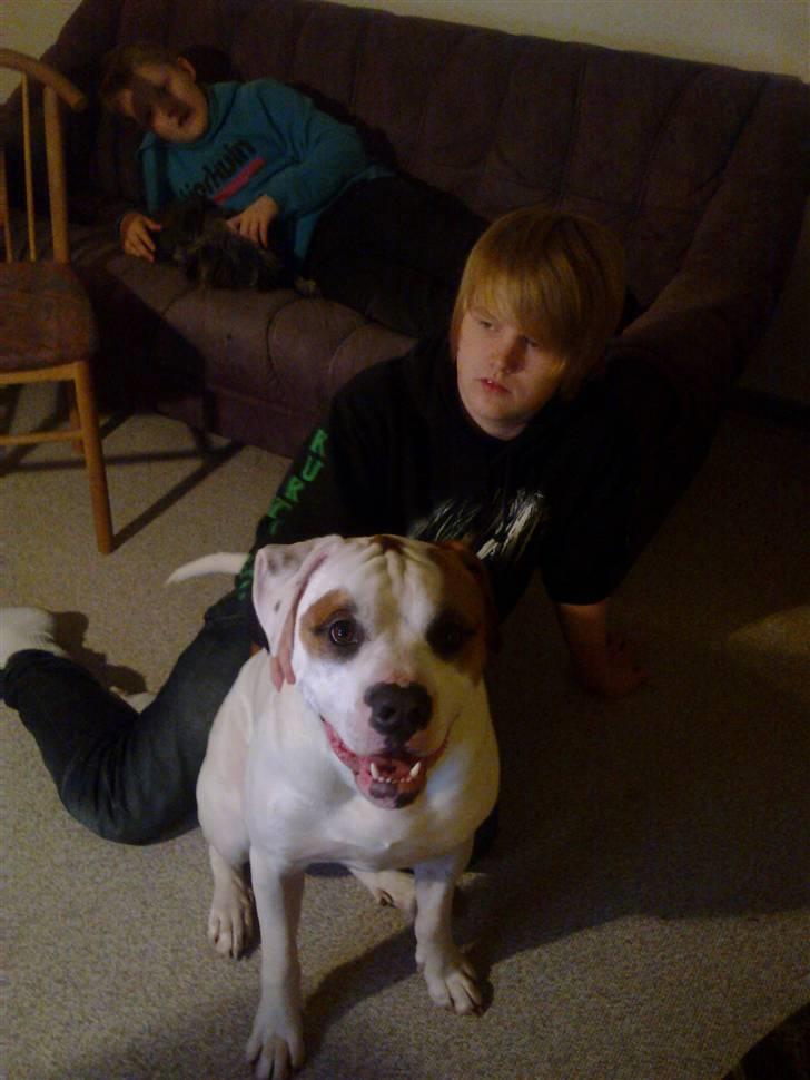Amerikansk bulldog Kaine - Bebehunden<3 - Kaine & mine 2 brødre :´) billede 18